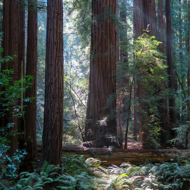Muir Woods