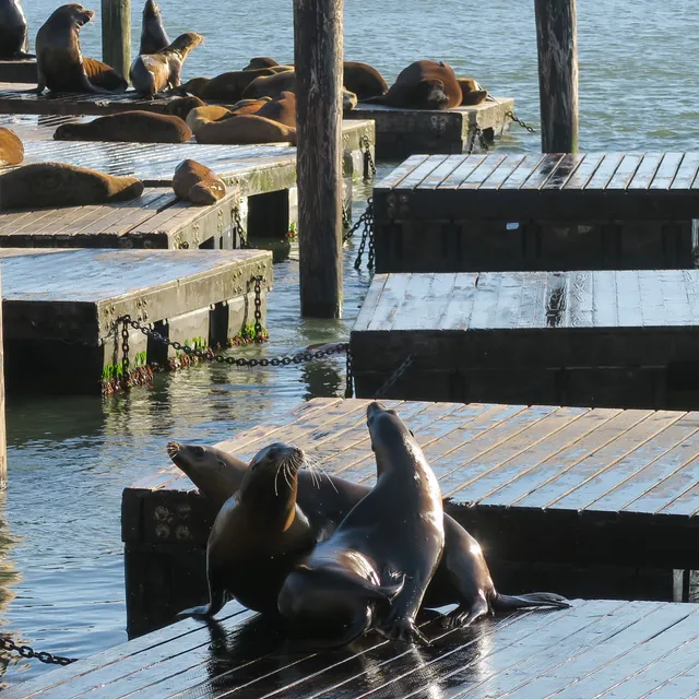 San Francisco with Nat